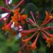 Sadnice - puzavice: Orlovi nokti CRVENI - Lonicera Scarlet, slika2